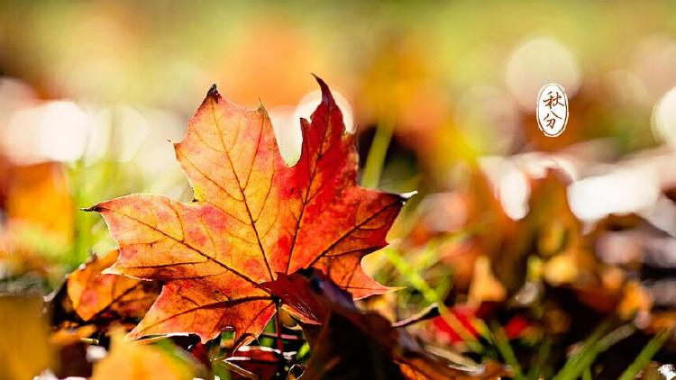 1632369670386889.jpg src=http___image.xmcdn.com_group31_M0B_81_BD_wKgJX1nFCr7yXY-OAADiylIq5TQ959.jpg_op_type=4&device_type=ios&upload_type=attachment&name=mobile_large&refer=http___image.xmcdn.jpg